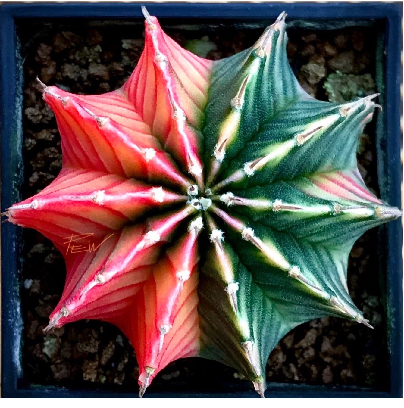 Bicolour Cactus