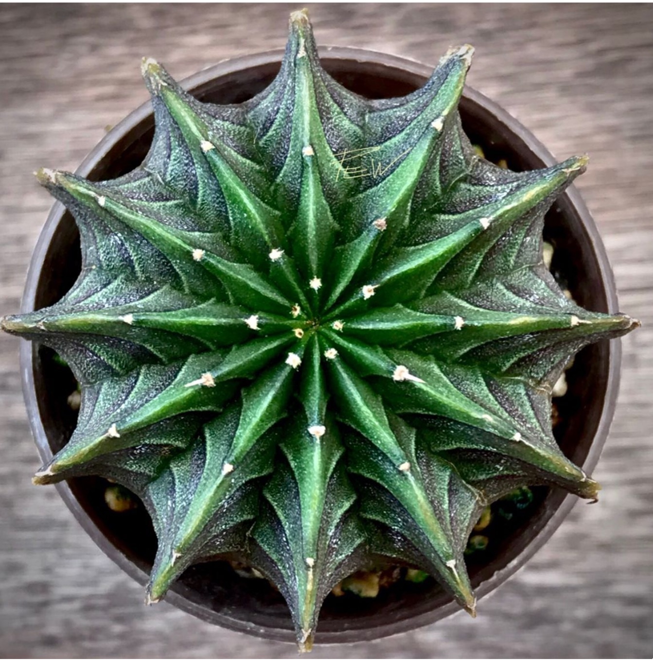 Monocolour Cactus