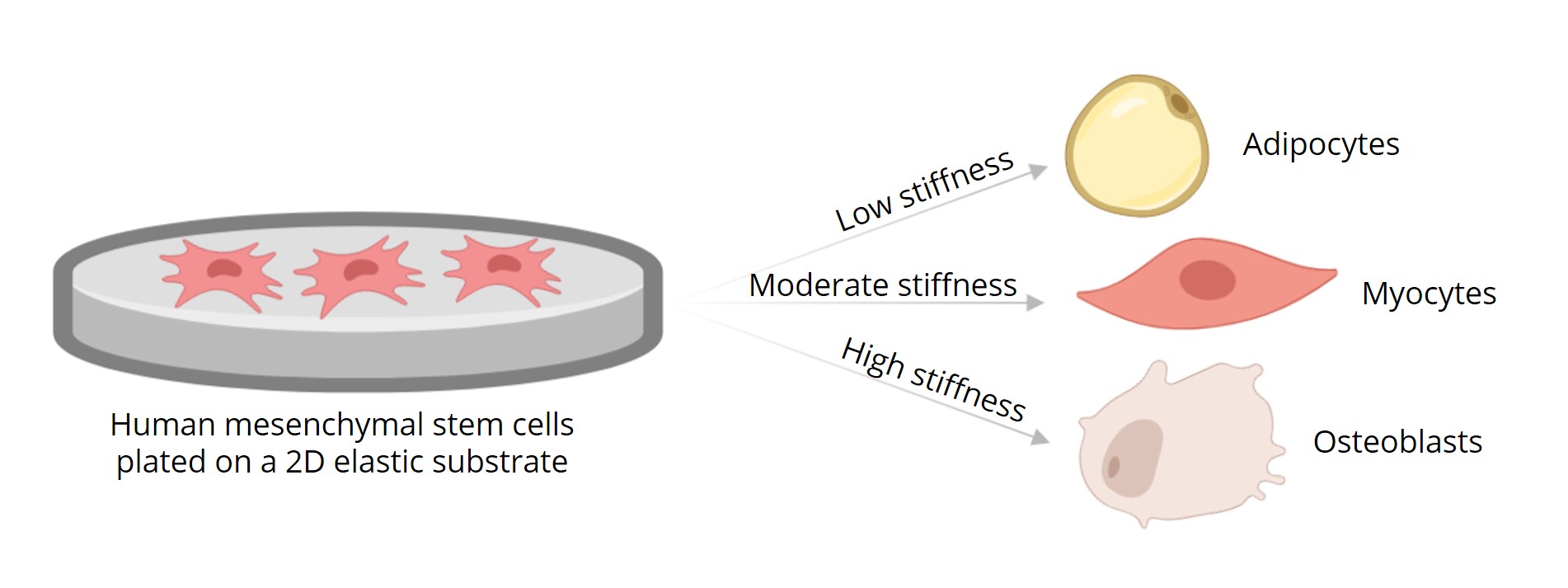 Human Mesenchymal Stem Cells