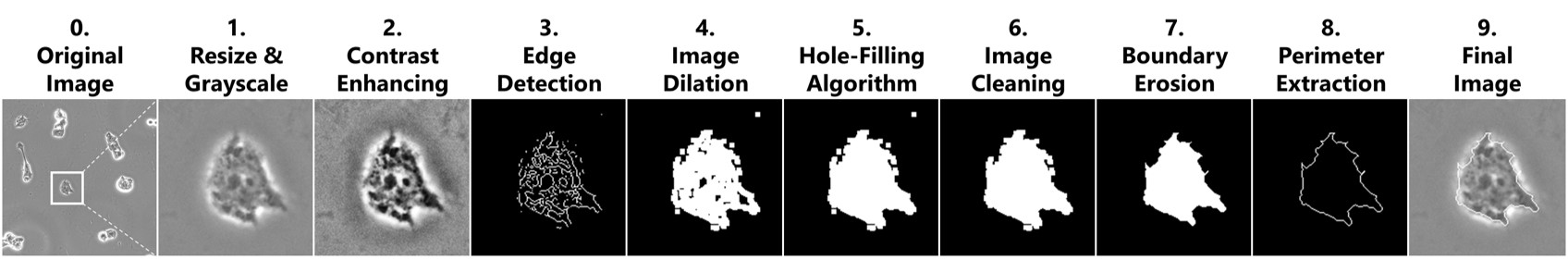 Eight step algorithm to extract cell membrane