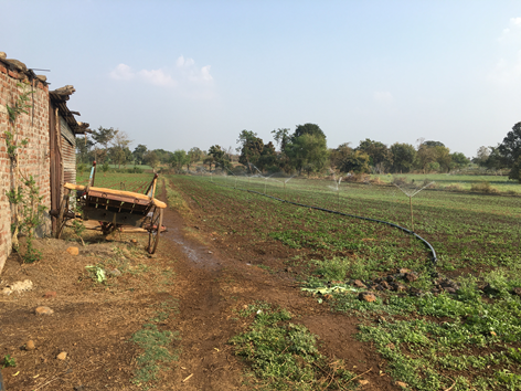 Sprinklers being used in a field in Yehala, Yavatmal