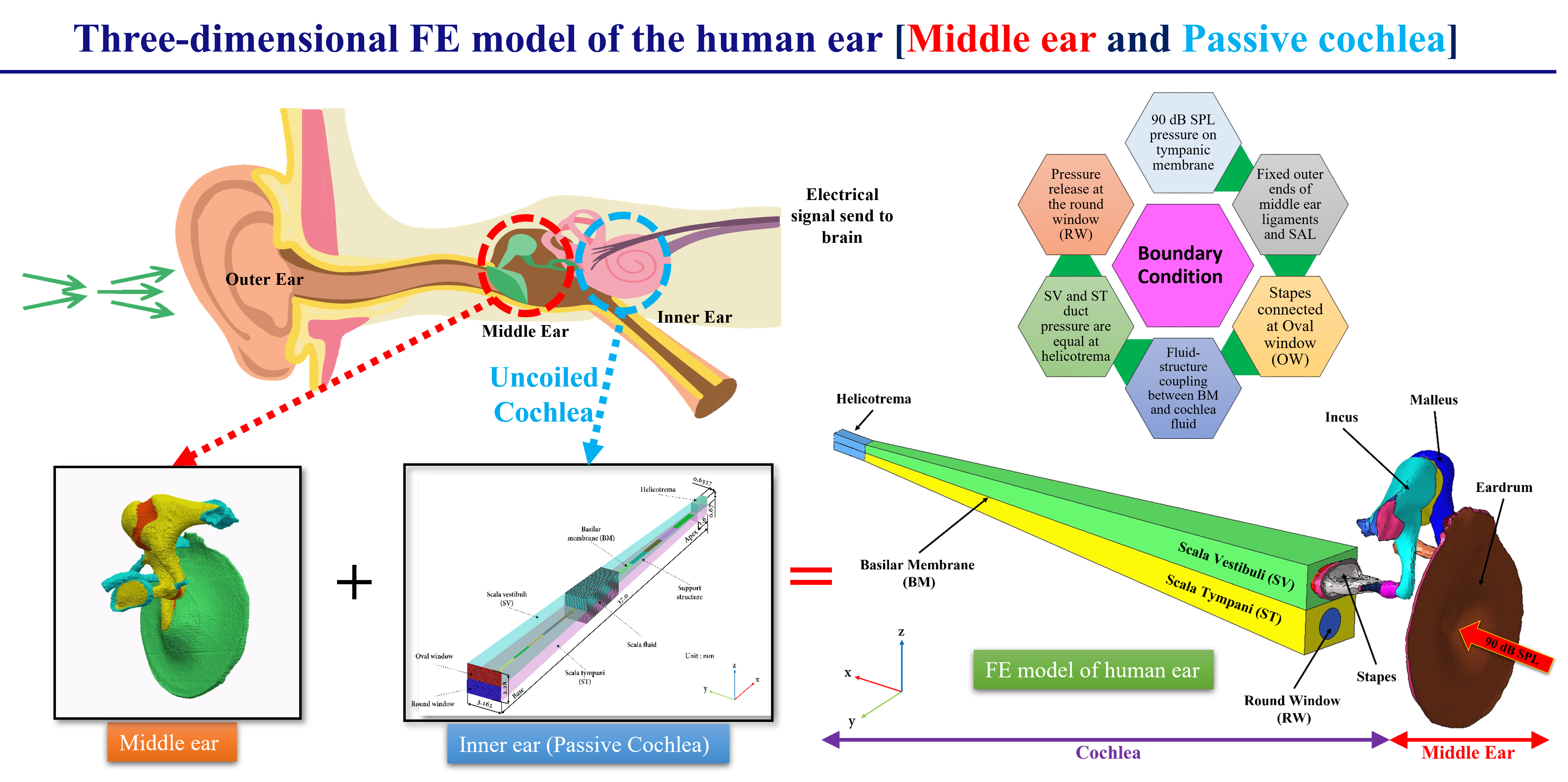 Featured cochlear mechanics figure