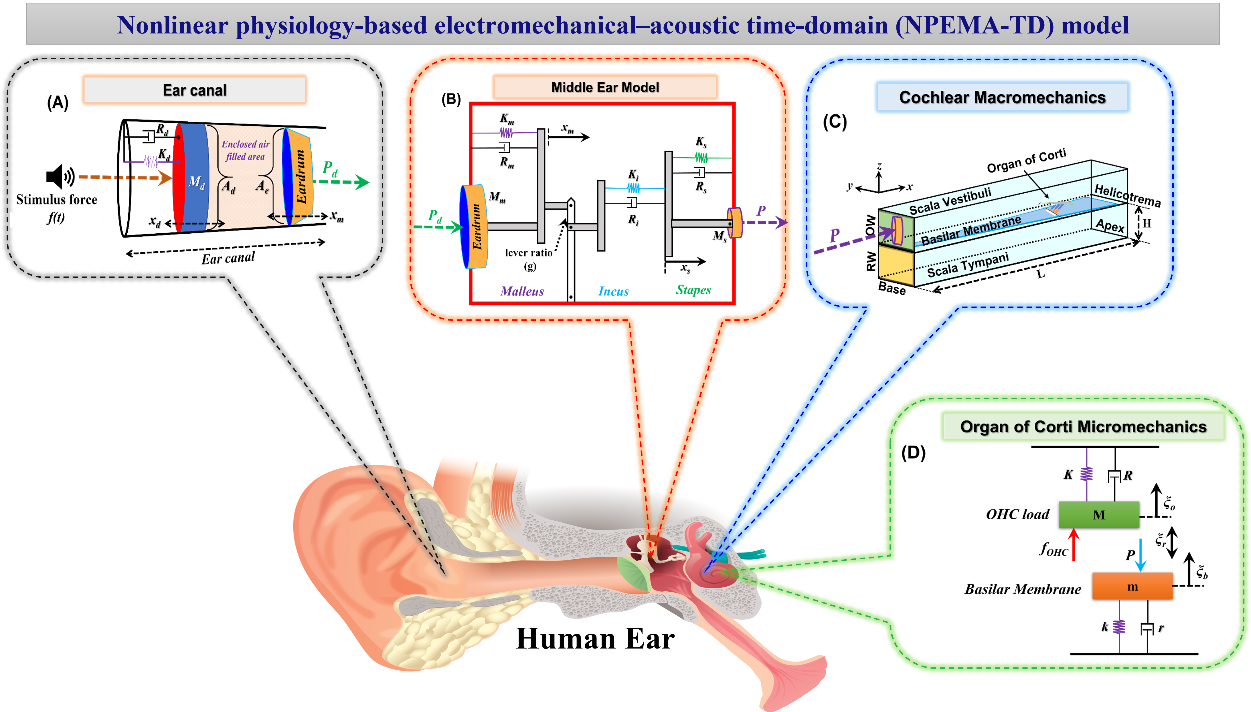 Active nonlinear cochlear model