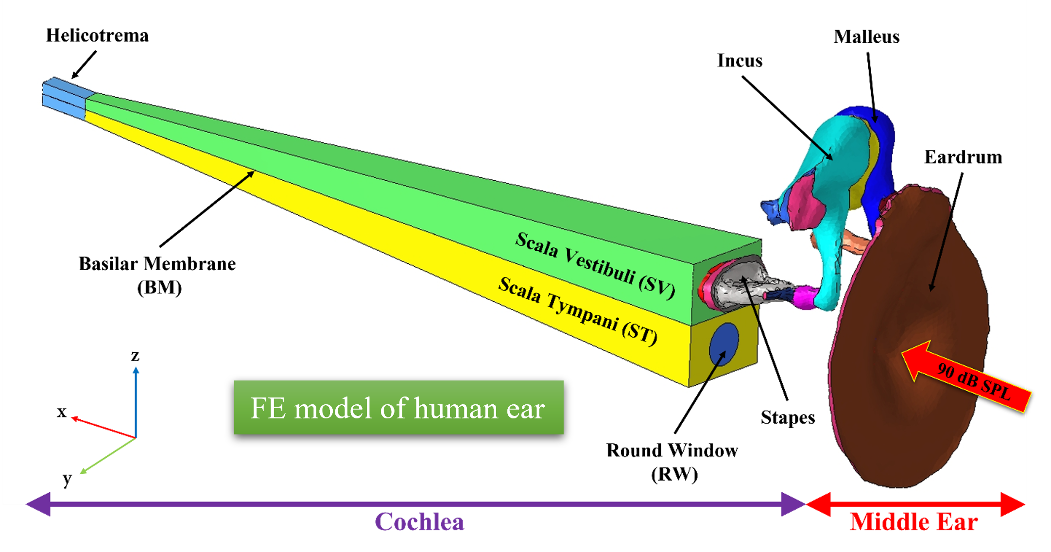 Passive human ear FEM model